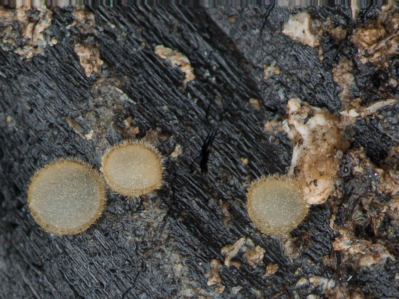 Trichophaea abundans